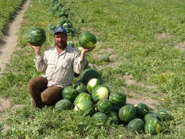 Adana Karpuzu Markalaşıyor