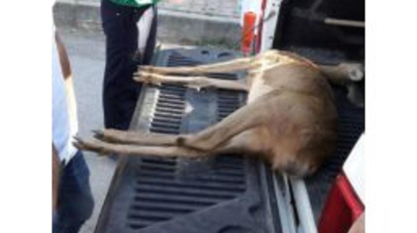 Yaralı Karaca Tüm Müdahalelere Rağmen Kurtarılamadı