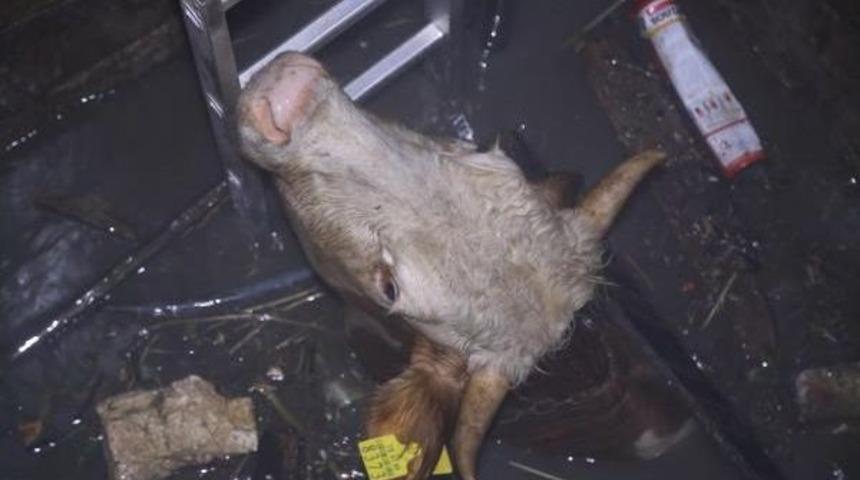 Kuyuya D&uuml;şen Inek Telef Oldu