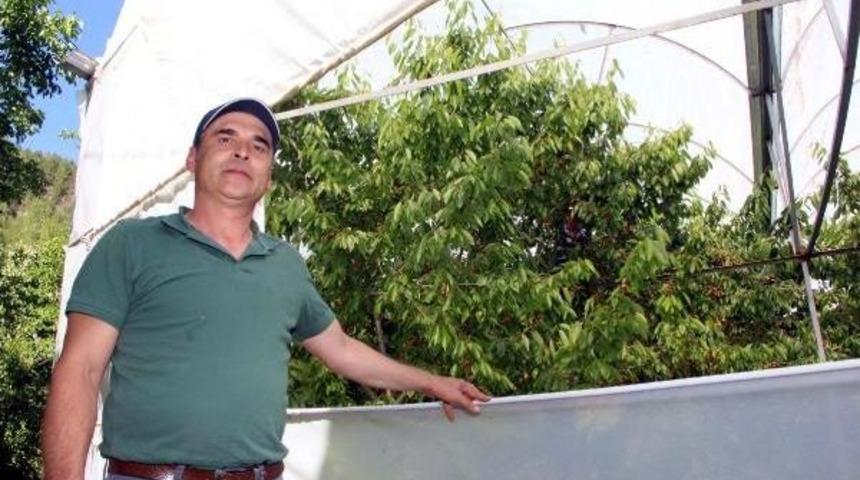 Kiraz Ağa&ccedil;larını Seranın I&ccedil;ine Alıp Verimi Artırdı