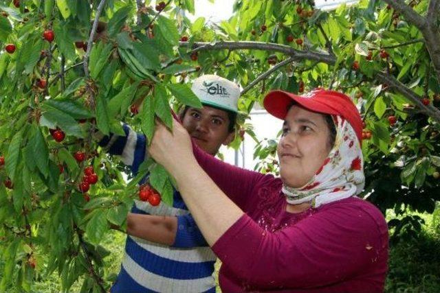 Kiraz Ağaçlarını Seranın Içine Alıp Verimi Artırdı