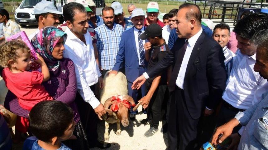 B&uuml;y&uuml;kşehir Belediyesi&rsquo;nden &Uuml;reticiye Damızlık Ko&ccedil; Dağıtımı