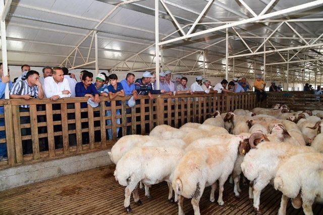 Büyükşehir Belediyesi’nden Üreticiye Damızlık Koç Dağıtımı