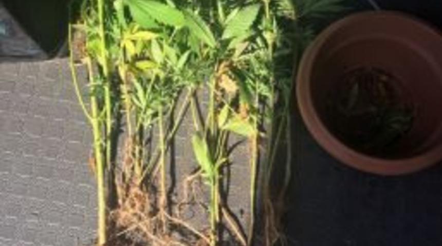 Alanya&rsquo;da Evde Uyuşturucu Yetiştiren Alman Uyruklu Şahıs Yakalandı