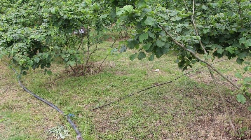 Damla Sulama Y&ouml;ntemi İle Fındıkta Verim Arttırılmaya &Ccedil;alışılacak