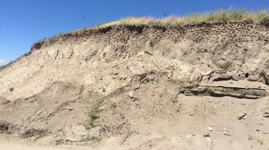 Y&uuml;zlerce Kuşun Yuvalarına Girip &Ccedil;ıkması G&ouml;rsel Ş&ouml;len Oluşturuyor