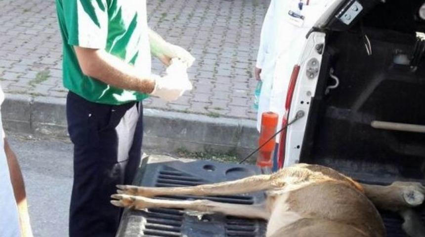 Yaralı Karaca Kurtarılamadı