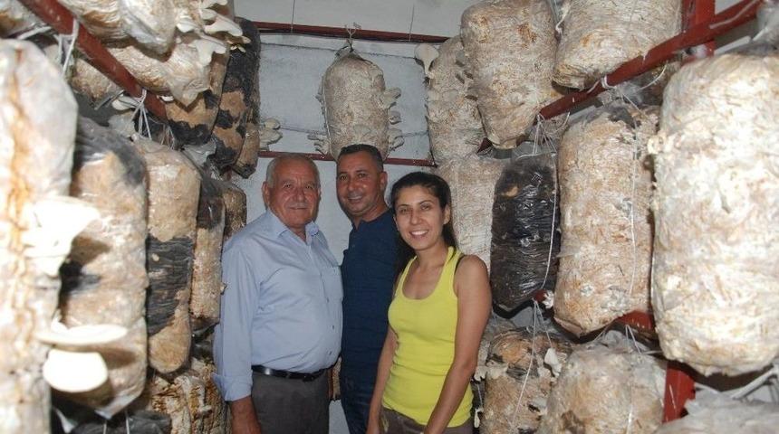 Merak Edip Başladı Silifke&rsquo;nin İlk Mantar Yetiştiricisi Oldu