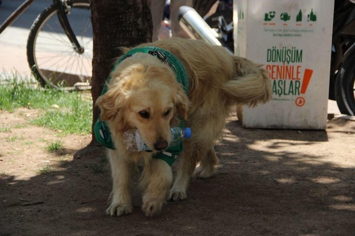 (&ouml;zel Haber) &Ccedil;&ouml;p&ccedil;&uuml; K&ouml;pek Kadro Bekliyor