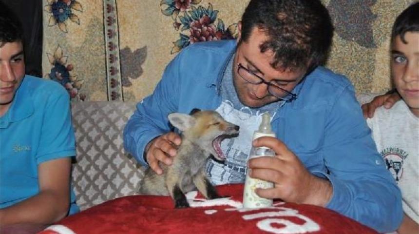 Yavru Tilkiyi Biberonla Besledi