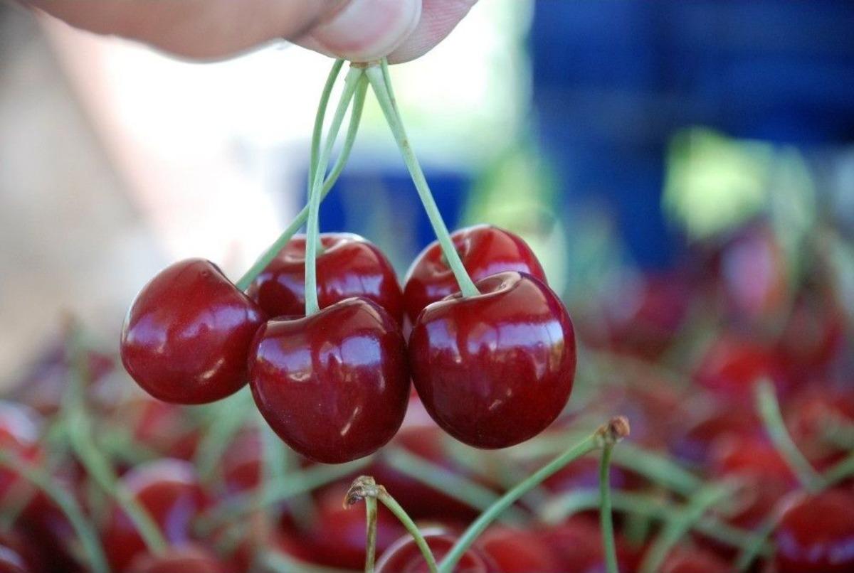 Tokat&rsquo;tan Rusya&rsquo;ya Kiraz İhracatı