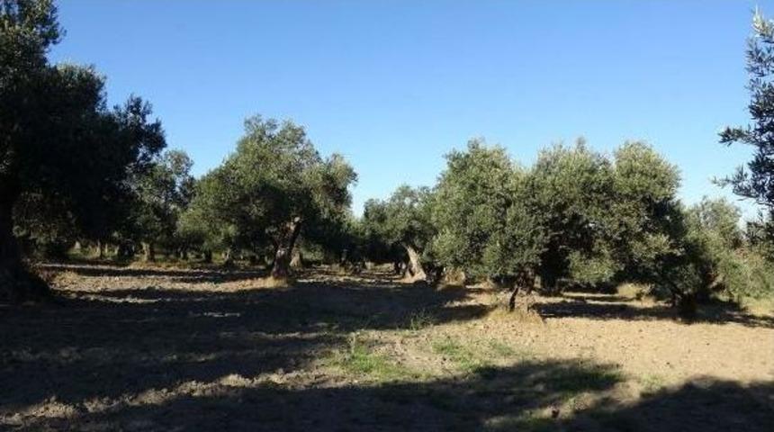 Zeytinciler S&ouml;z Sahibi Olmak Istiyor