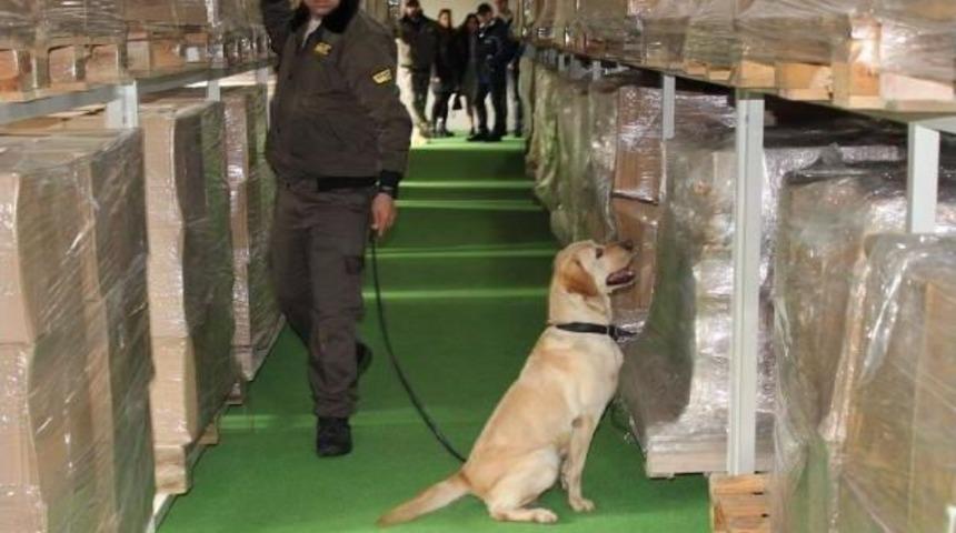 Bomba K&ouml;pekleri Artık &lsquo;Ulusal&rsquo; Sertifikalı