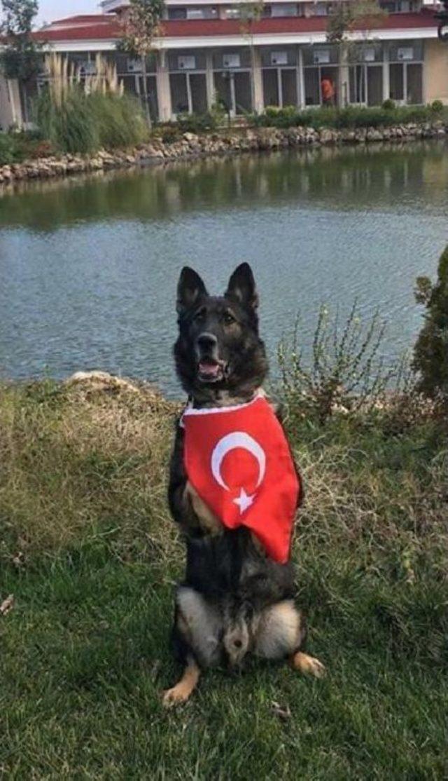 Bomba Köpekleri Artık ‘Ulusal’ Sertifikalı