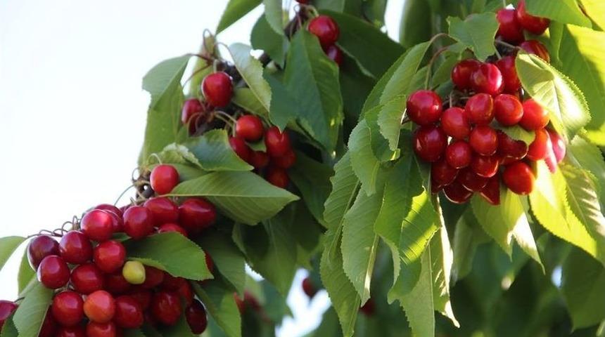 Huzur Şehri Uzundere&rsquo;de Kiraz Mevsimi