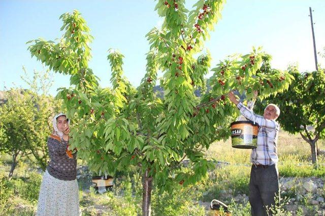 Huzur Şehri Uzundere’de Kiraz Mevsimi