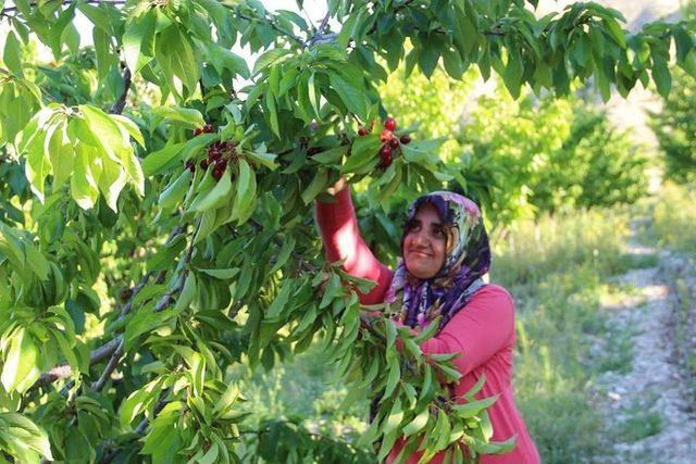 Huzur Şehri Uzundere’de Kiraz Mevsimi