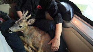 Fotoğrafçıların Bulduğu Yaralı Karaca Tedavi Edildi