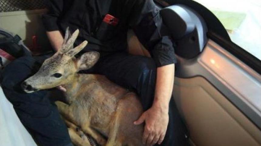 Fotoğrafçıların Bulduğu Yaralı Karaca Tedavi Edildi