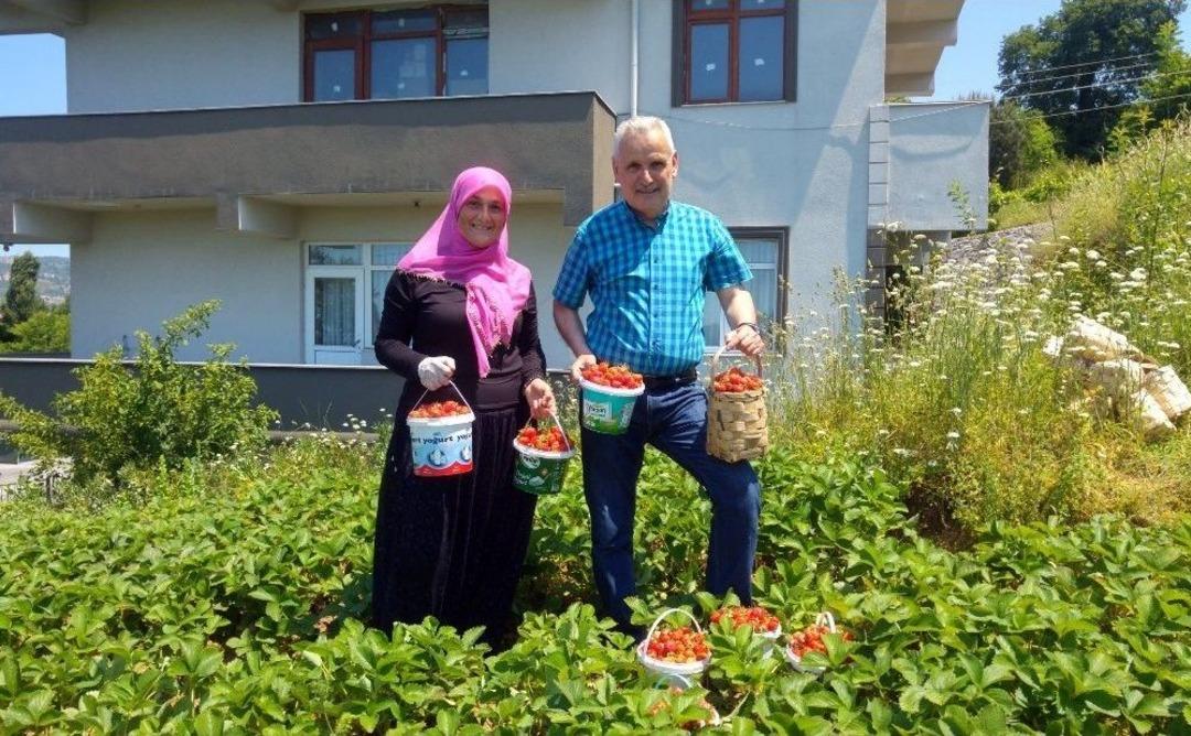(&ouml;zel Haber) Tarlasında &Ccedil;ilek Yetiştirip Gen&ccedil;lere &Ouml;rnek Oluyorlar
