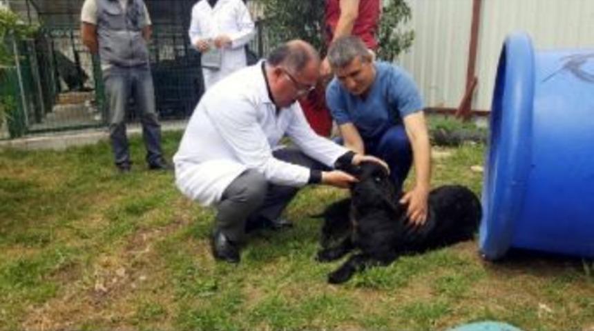 Başkan Salman: Barınakta Can &Ccedil;ekişen K&ouml;pek G&ouml;r&uuml;nt&uuml;leri Yeni Değil