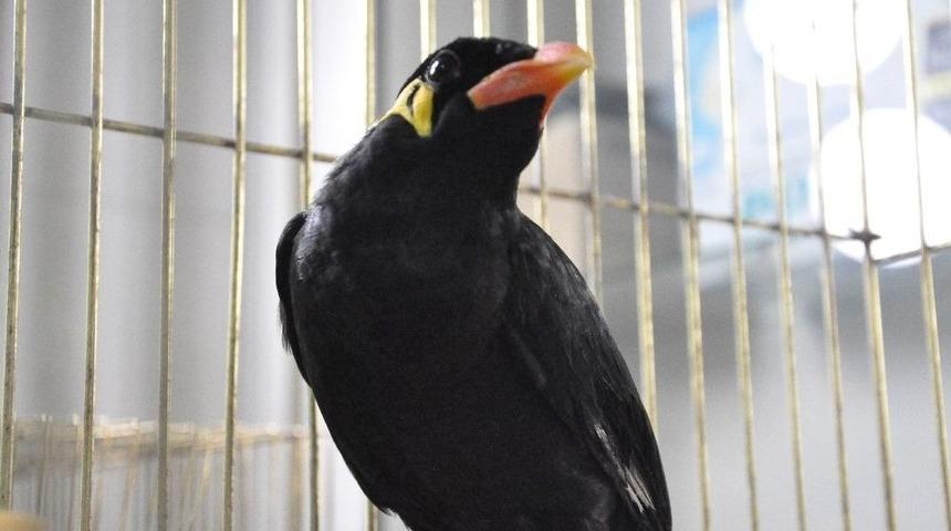 (&ouml;zel Haber) Operasyon İle Ele Ge&ccedil;irilen &ldquo;konuşan Karga&rdquo; Koruma Altına Alındı