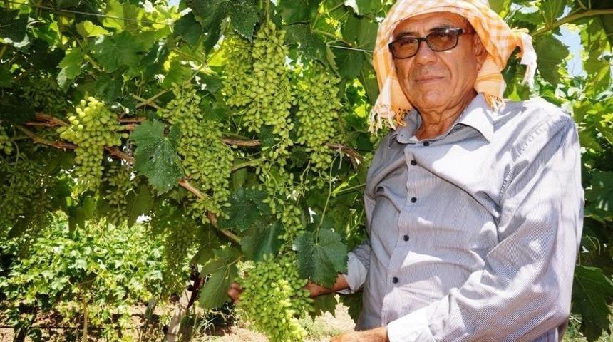 Sarıg&ouml;l&rsquo;de &Uuml;z&uuml;m &Uuml;reticisinin Y&uuml;z&uuml; G&uuml;l&uuml;yor