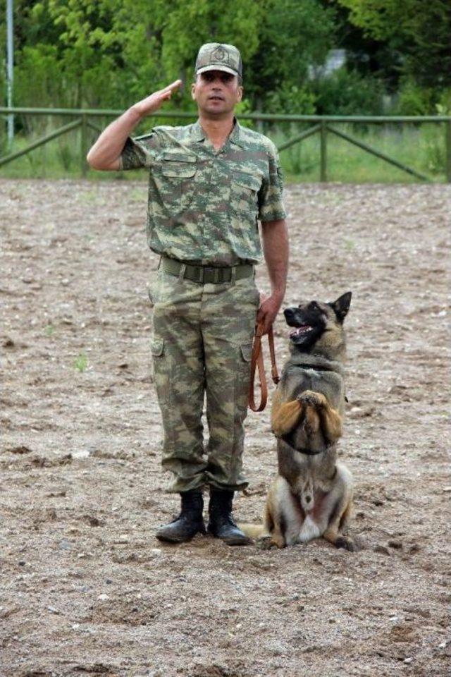 Jandarmanın Göz Bebeği Eğitimli At Ve Köpeklerin Gösterisi Büyüledi