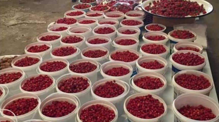 Dağ &Ccedil;ileği Bolluğu Yaşanıyor