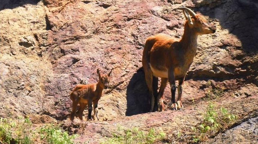 Giresun&rsquo;da Kızıl Geyikler Fotokapana Yakalandı