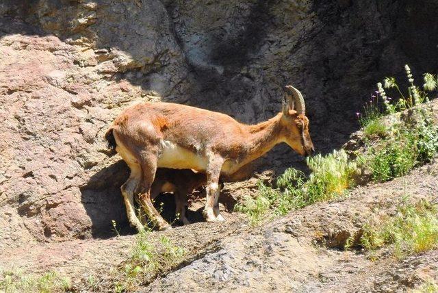 Giresun’da Kızıl Geyikler Fotokapana Yakalandı