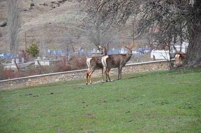 Giresun’da Kızıl Geyikler Fotokapana Yakalandı