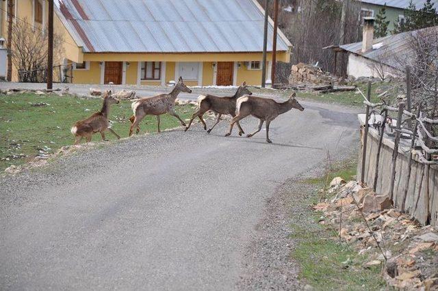 Giresun’da Kızıl Geyikler Fotokapana Yakalandı