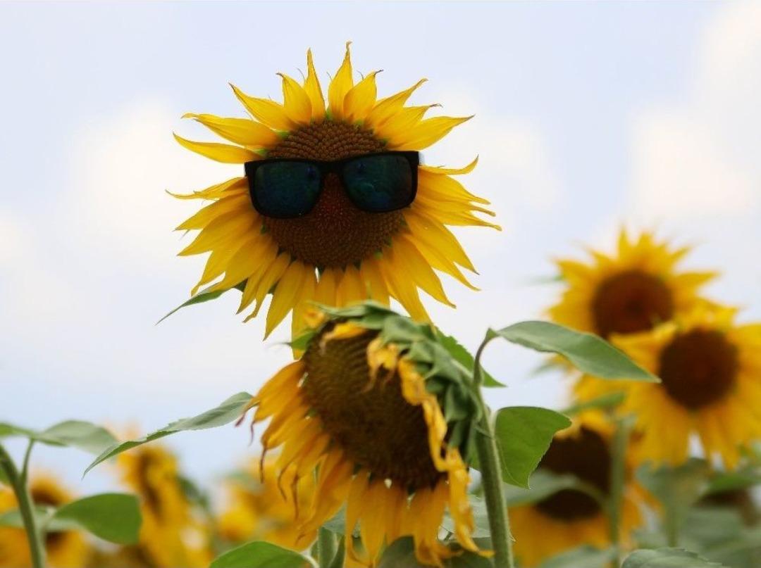 (&ouml;zel Haber) &Ccedil;ukurova&rsquo;da &lsquo;beyaz Altın&rsquo; Yerini &lsquo;sarı Altın&rsquo;a Bıraktı