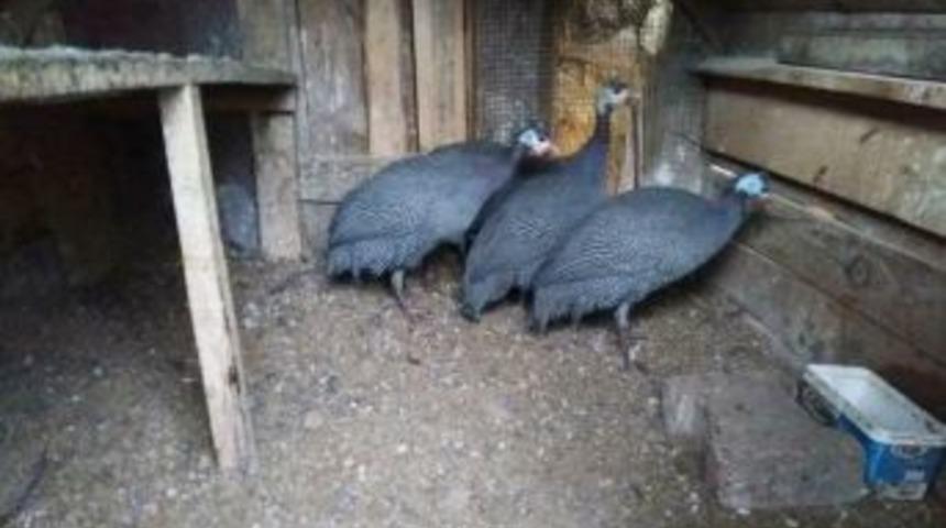 Hisarcık’ta Tokat Tavuğu Üretimi Yaygınlaşıyor