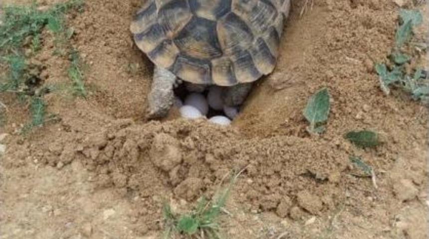 Kaplumbağalar Doğaya Yumurta Bırakmaya Başladı