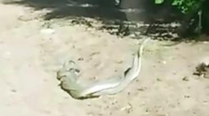 Yılanların İlgin&ccedil; Dansı