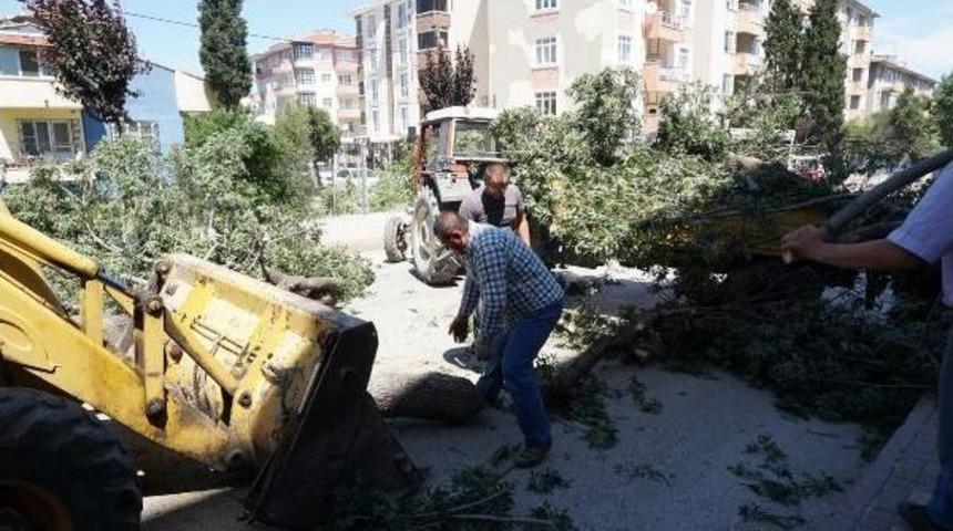 İzinsiz Ağa&ccedil; Kesen Belediyeye 179 Lira Ceza