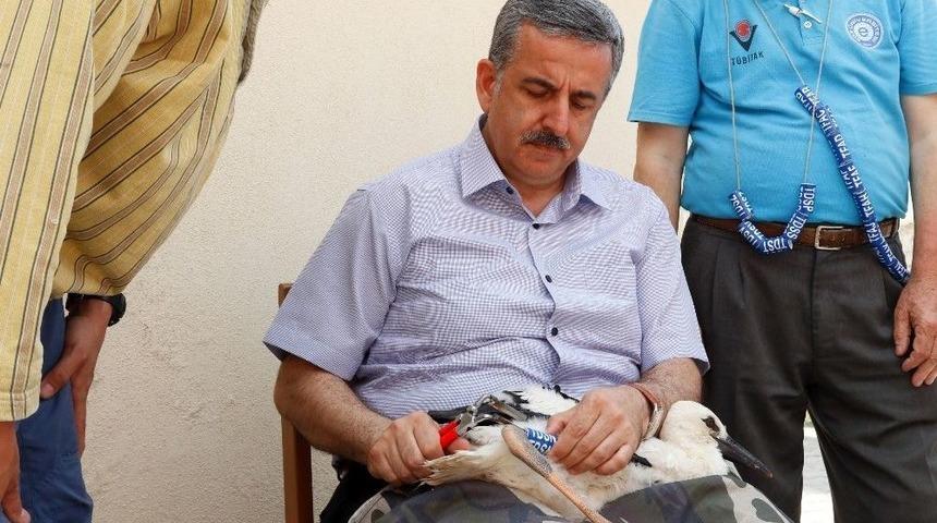 Manisa&rsquo;da Leyleklere İlk Halkalama Ger&ccedil;ekleştirildi