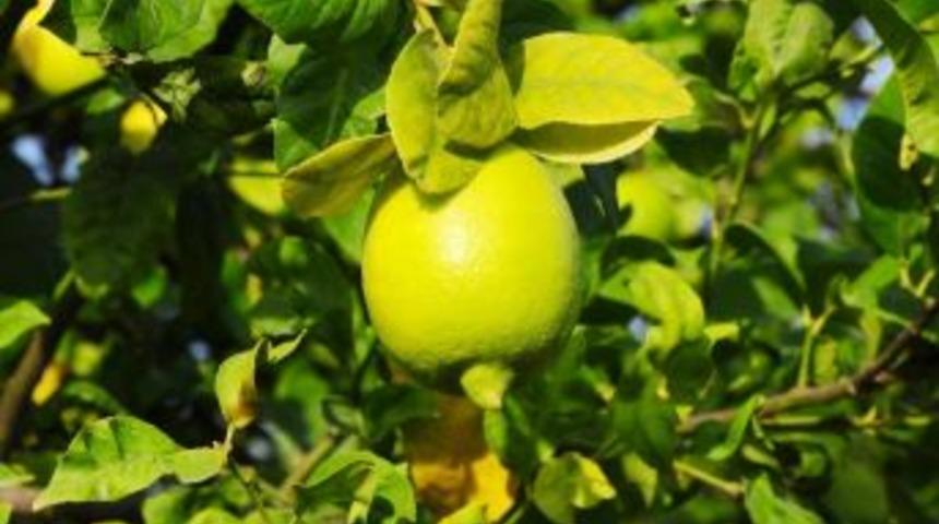 Limon Yağının Cilde Faydaları