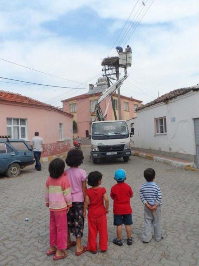 Manisa'da Leyleklere Ilk Halkalama Yapıldı