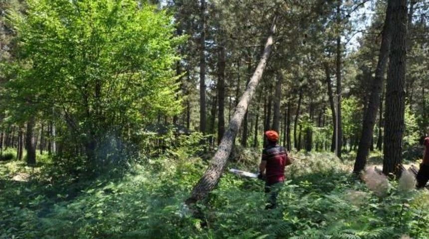 Bartın Şehir Ormanı'nda Ağa&ccedil; Kesimine Tepki