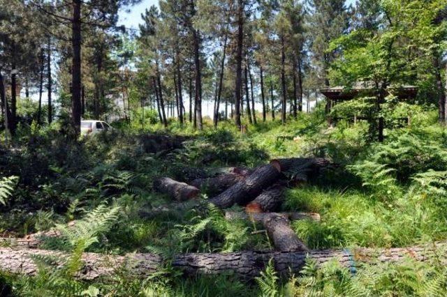 Bartın Şehir Ormanı nda Ağa&ccedil; Kesimine Tepki 1