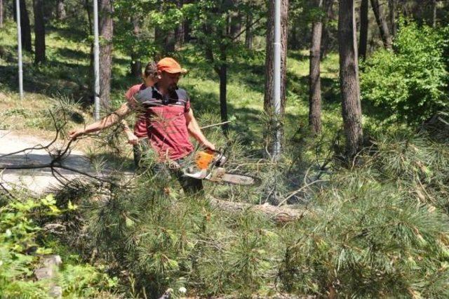 Bartın Şehir Ormanı nda Ağa&ccedil; Kesimine Tepki 3