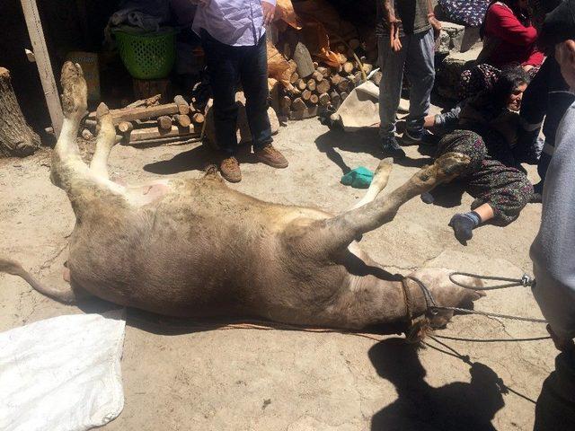 Sivas&rsquo;ta İki Katlı Ev &Ccedil;&ouml;kt&uuml;, Bir İnek Telef Oldu 1