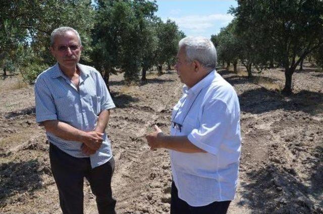 Zeytin Tasarısının Geri Çekilmesine Sevinen Üretici Yine De Tedirgin