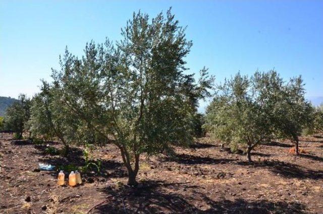 Zeytin Tasarısının Geri Çekilmesine Sevinen Üretici Yine De Tedirgin