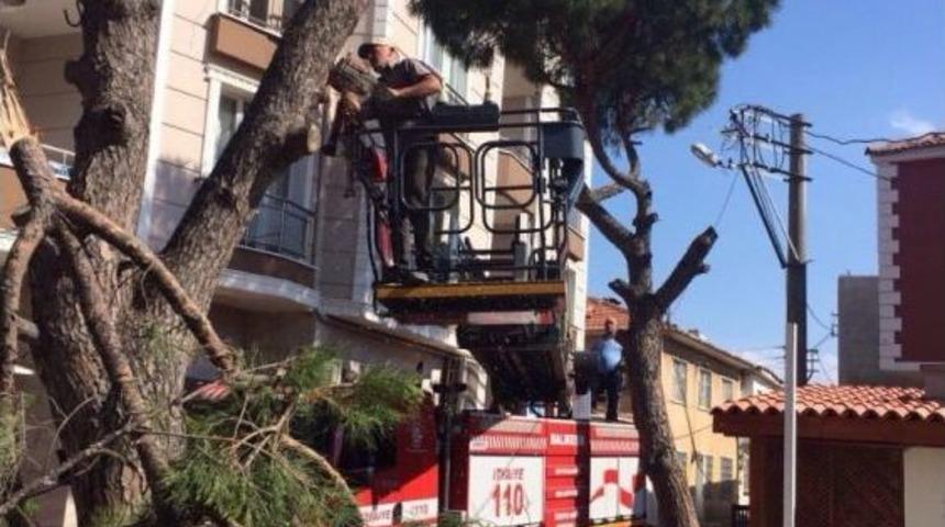 G&ouml;me&ccedil;&rsquo;te Tehlikeye Neden Olan Ağa&ccedil;lar Budandı