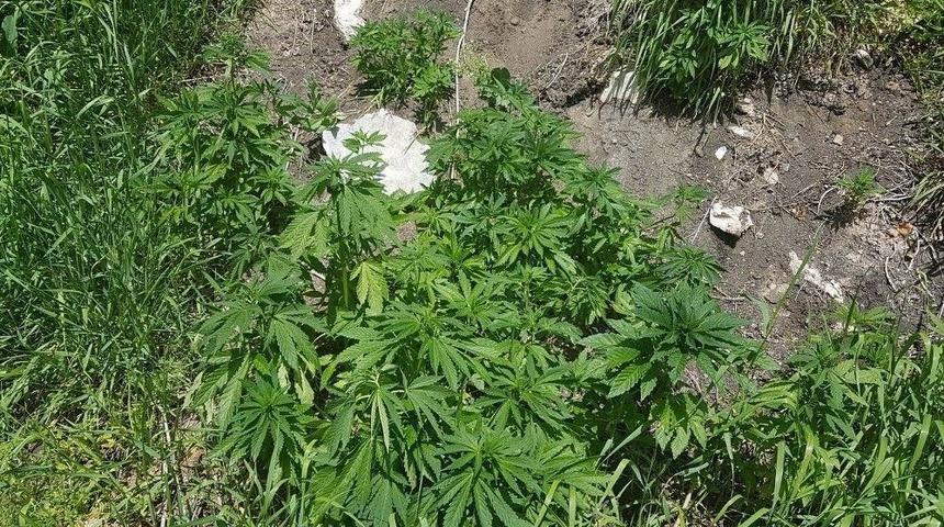 Sivas&rsquo;ta Uyuşturucu Operasyonunda 3 Tutuklama