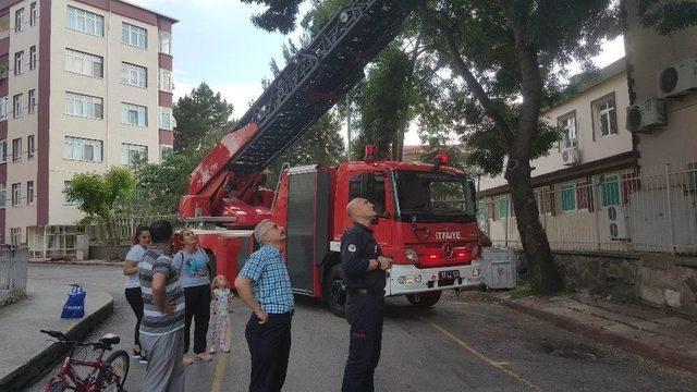 Ağaçta Mahsur Kalan Yavru Kediyi İtfaiye Kurtardı